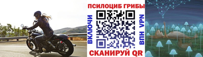где продают   Калининград  Псилоцибиновые грибы Psilocybe 